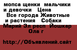 мопса щенки -мальчики и девочки › Цена ­ 25 000 - Все города Животные и растения » Собаки   . Марий Эл респ.,Йошкар-Ола г.